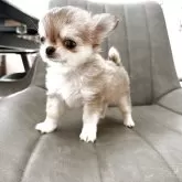 チワワ(ロング)