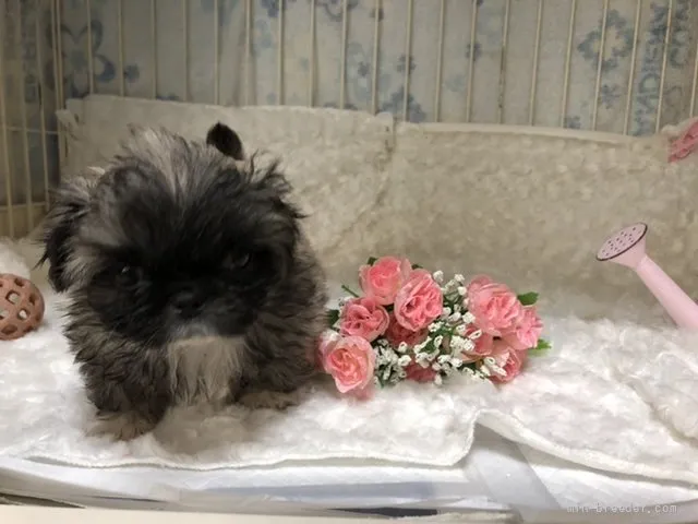 ID:2202-00050の子犬