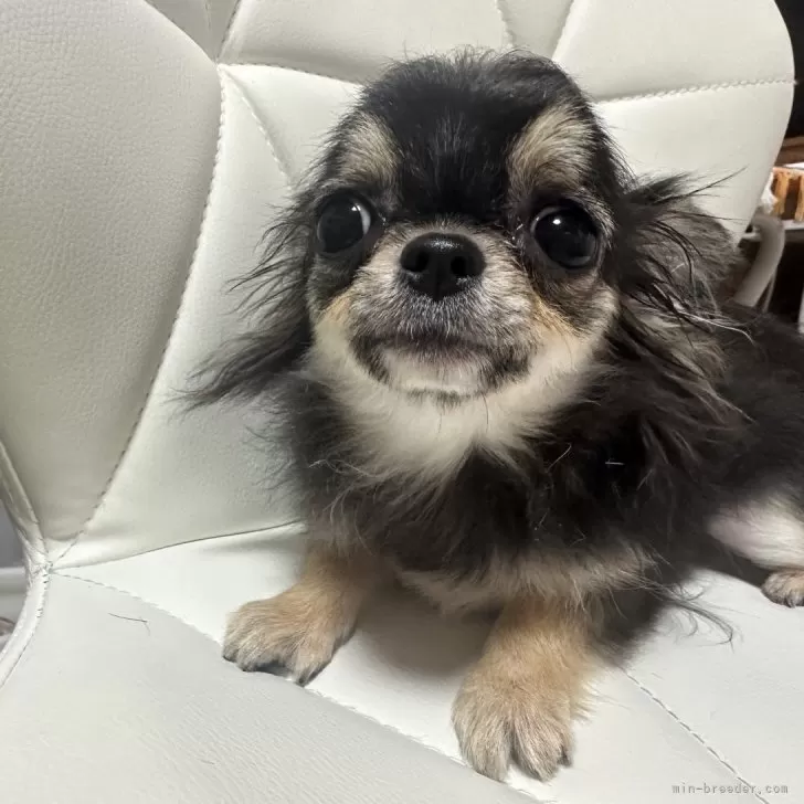 ID:2403-00812の子犬