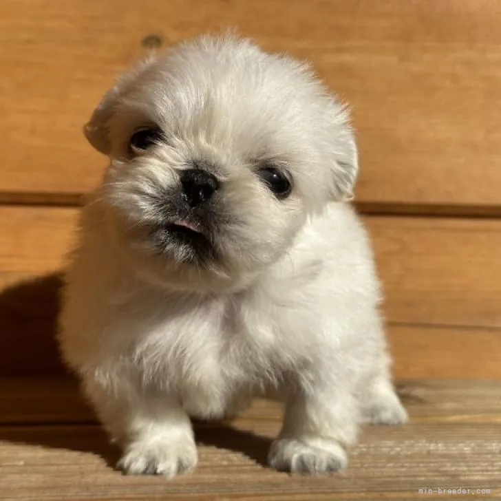 ID：2211-03806の子犬