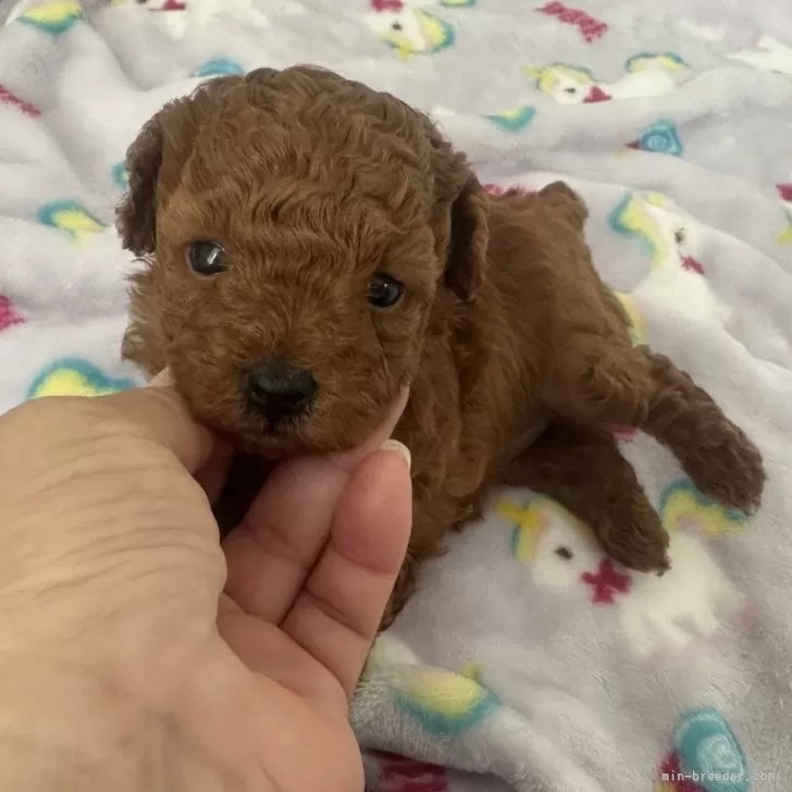ID:2408-05748の子犬