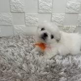 ペキニーズ【愛知県・女の子・2024年9月5日・ホワイト】の写真1