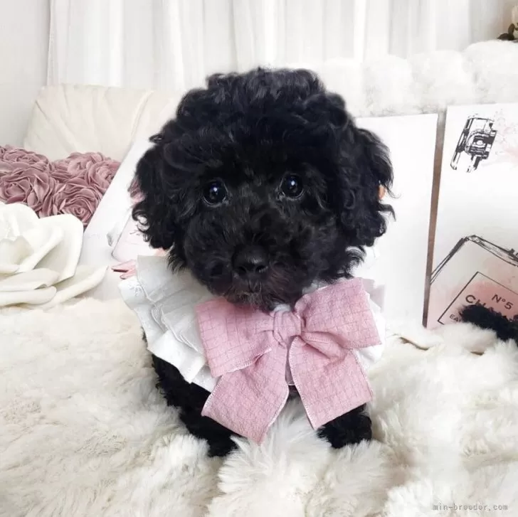 タイニープードル【長崎県・女の子・2025年7月29日・シルバーグレー】の写真1「テクテク姉弟で走り回ってます♡」