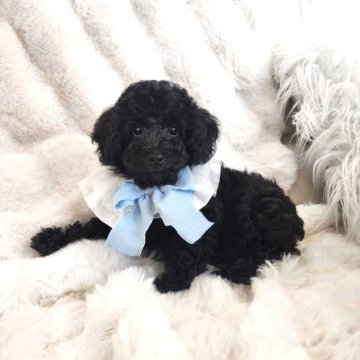 タイニープードル【長崎県・男の子・2025年7月29日・ブラック】の写真「体格しっかりしてます💪🐶」