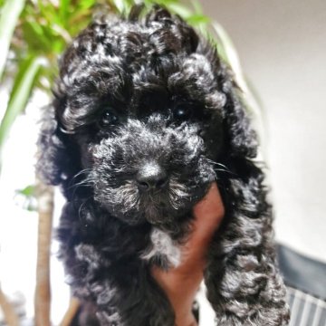 トイプードル(タイニー)【長崎県・女の子・2025年7月29日・シルバー】の写真「可愛い短足ちゃん♡」