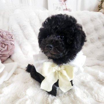 タイニープードル【長崎県・女の子・2025年7月29日・シルバー】の写真「お顔が可愛い🐩
欠点はありません😊」