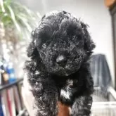 タイニープードル