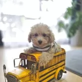 タイニープードル