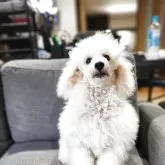 タイニープードル