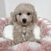 タイニープードル