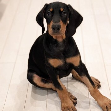 ジャーマン・シェパード・ドッグのブラック系の子犬を探す