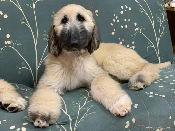 popo 様のお迎えした子犬