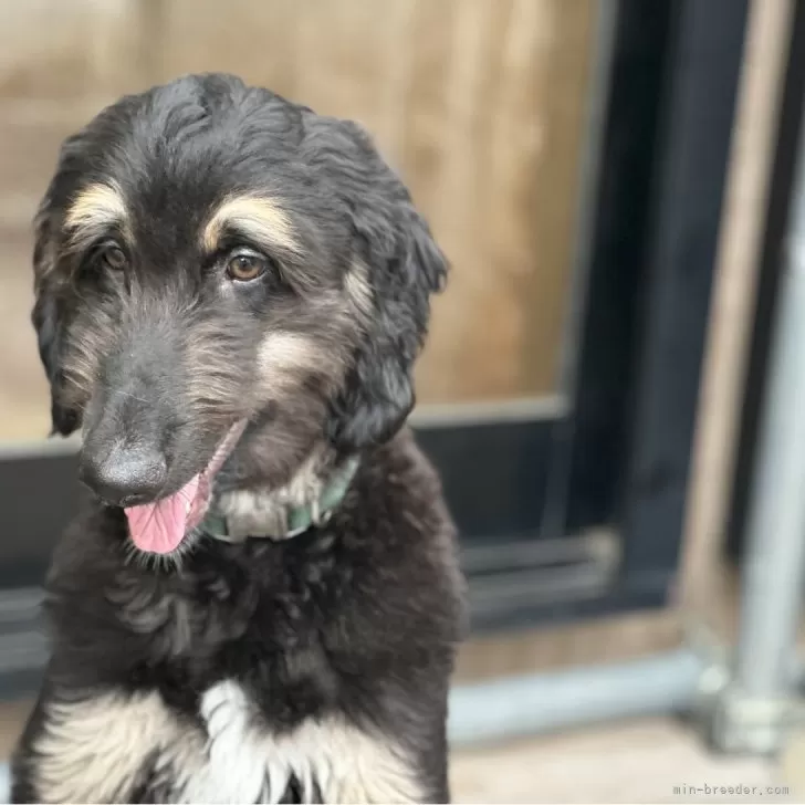 ID：2410-01102の子犬