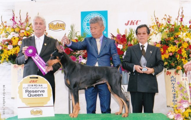 アルゼンチン輸入犬　FCIインターナショナル チャンピオン｜田中　実(たなか　みのる)ブリーダー(兵庫県・シベリアンハスキーなど・JKC登録)の紹介写真1