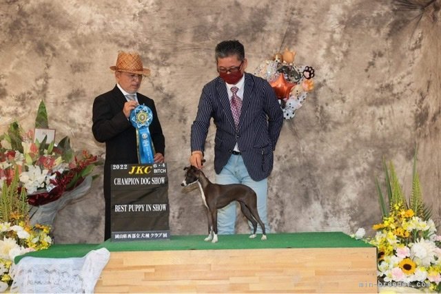 P.BIS ザ  ブラック シャトー JP ミッド ナイト レディ　イタリアン グレー ハウンド｜田中　実(たなか　みのる)ブリーダー(兵庫県・シベリアンハスキーなど・JKC登録)の紹介写真7