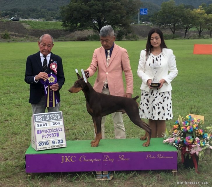 ザ ブラック シャトー jp レッド ドラゴン｜田中　実(たなか　みのる)ブリーダー(兵庫県・シベリアンハスキーなど・JKC登録)の紹介写真9