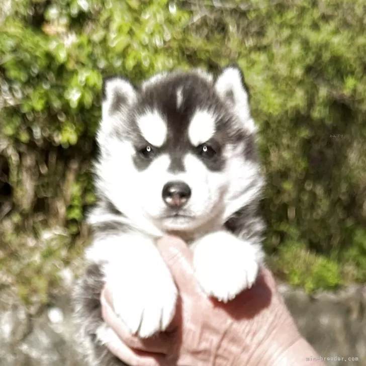 ID:2504-05341の子犬