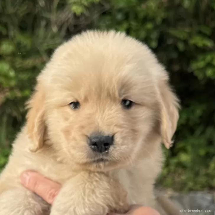 ID:2504-08148の子犬
