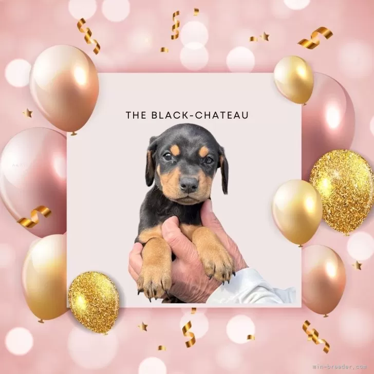 ID:2502-04616の子犬