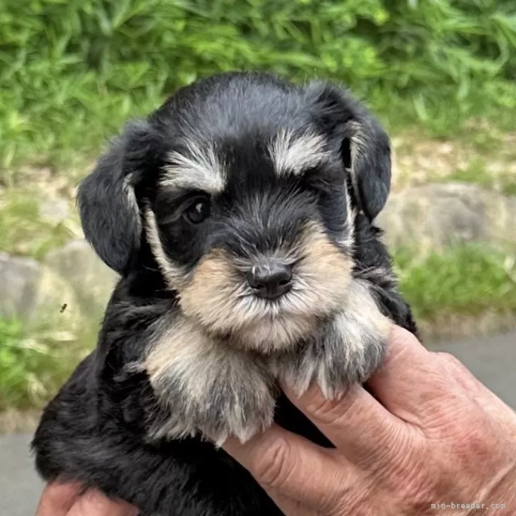 ID:2507-00505の子犬