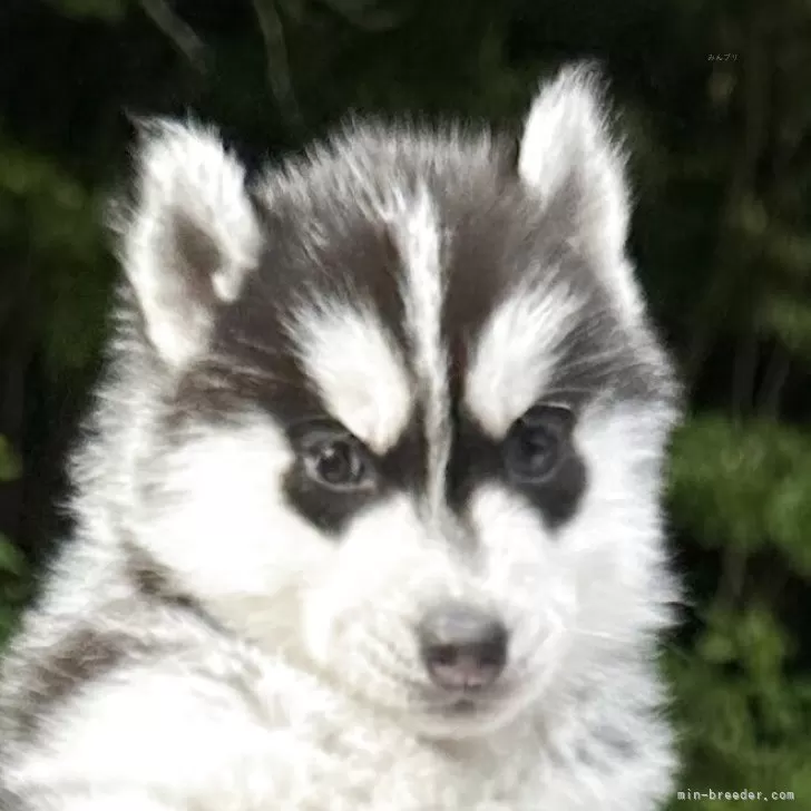 Y.S 様のお迎えした子犬
