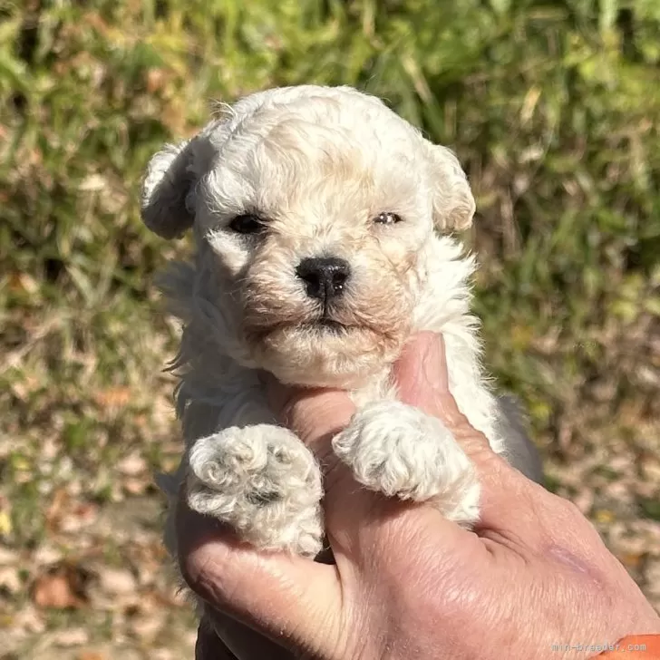 ID:2412-03751の子犬