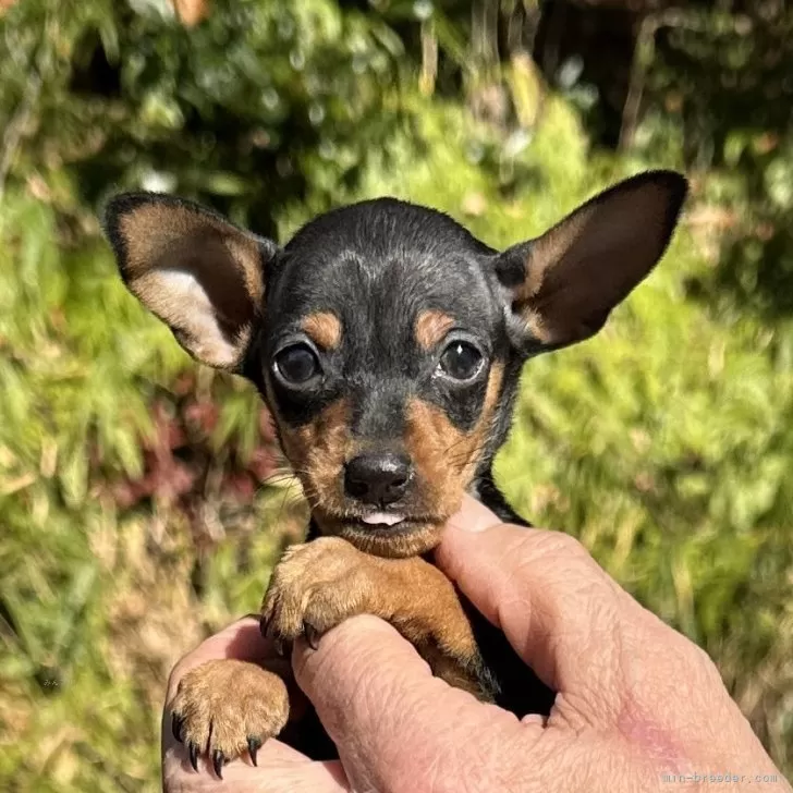 ID：2412-04486の子犬