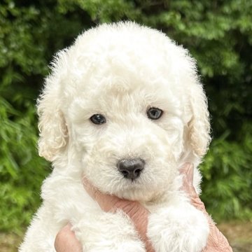 スタンダードプードル【兵庫県・男の子・2025年4月20日・ホワイト】の写真「父犬トイプードル 母犬スタンダードプードル」