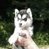 シベリアンハスキー【兵庫県・女の子・2025年4月12日・ブラック&ホワイト】の写真3