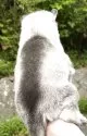 シベリアンハスキー【兵庫県・女の子・2025年4月5日・シルバー&ホワイト】の写真4
