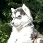 シベリアンハスキー【兵庫県・女の子・2025年4月12日・ブラック&ホワイト】の写真5