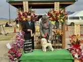 トイプードル(トイ)【兵庫県・男の子・2024年11月1日・ホワイト】の写真5「父犬JKCチャンピオンナイト」