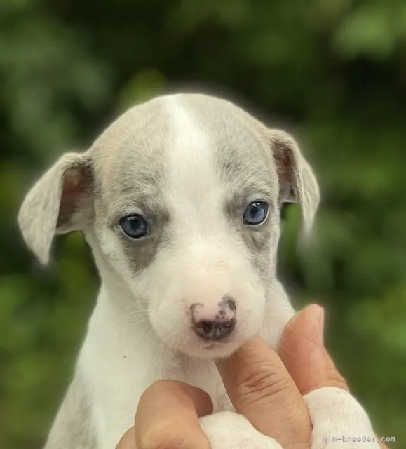 ID:2208-03957の子犬