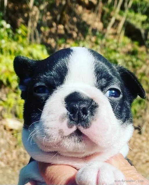 ID:2112-04275の子犬