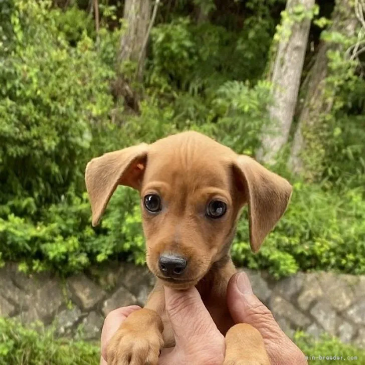 ID：2208-05242の子犬