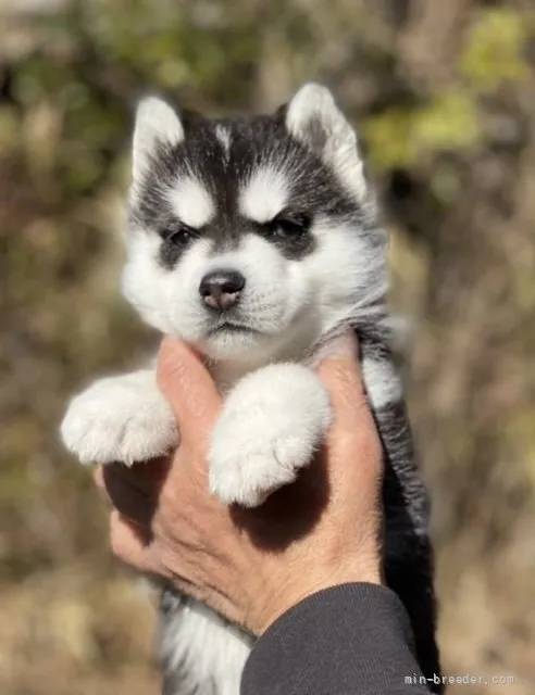 ID:2202-03887の子犬