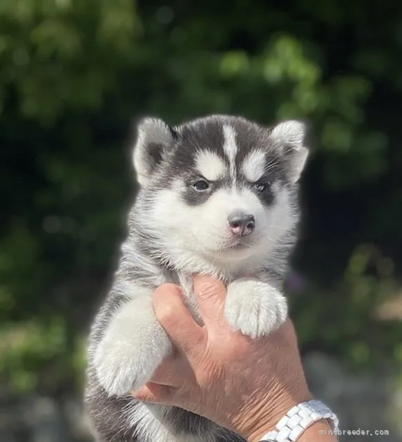 ID:2204-01883の子犬