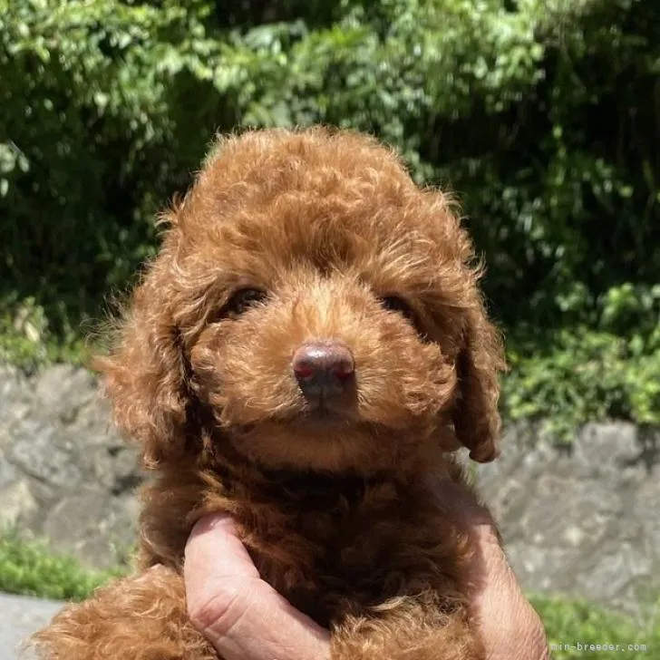 ID：2207-04849の子犬