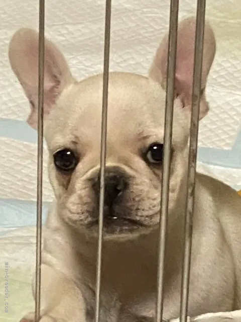 ID:2110-02492の子犬