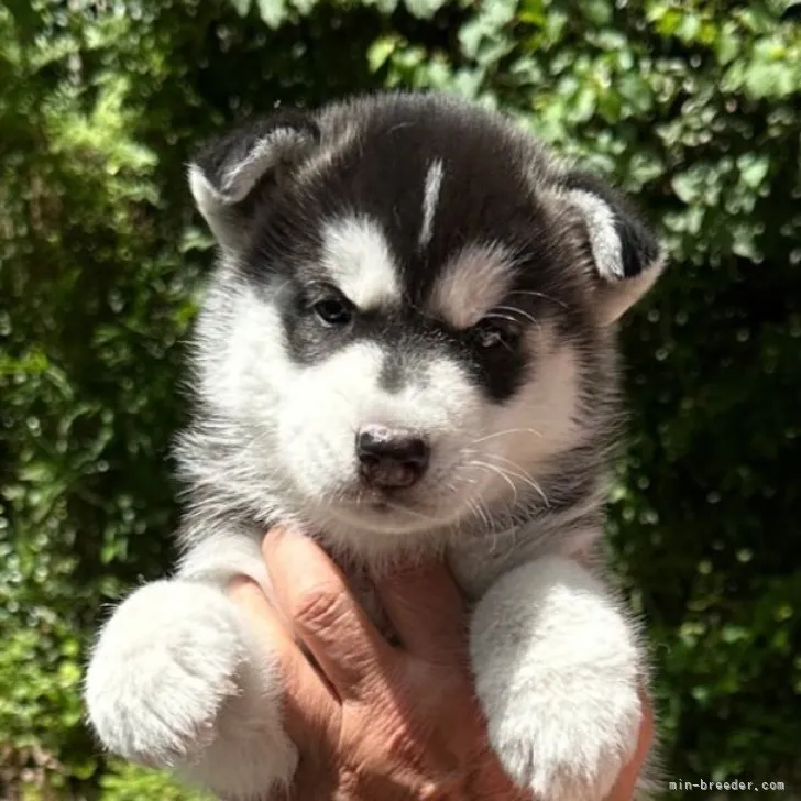 ID：2307-03527の子犬