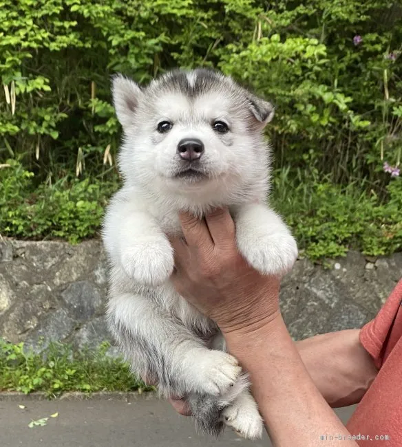 ID:2005-01882の子犬
