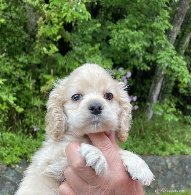 H.Ｉ 様のお迎えした子犬