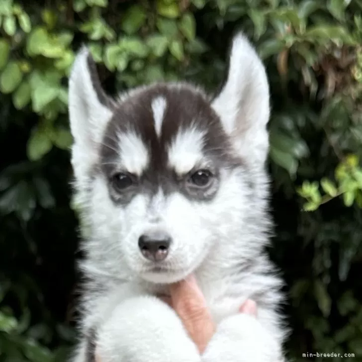 ID：2408-05768の子犬