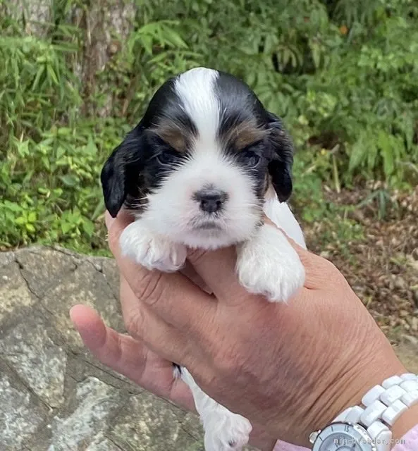 ID:2009-02242の子犬
