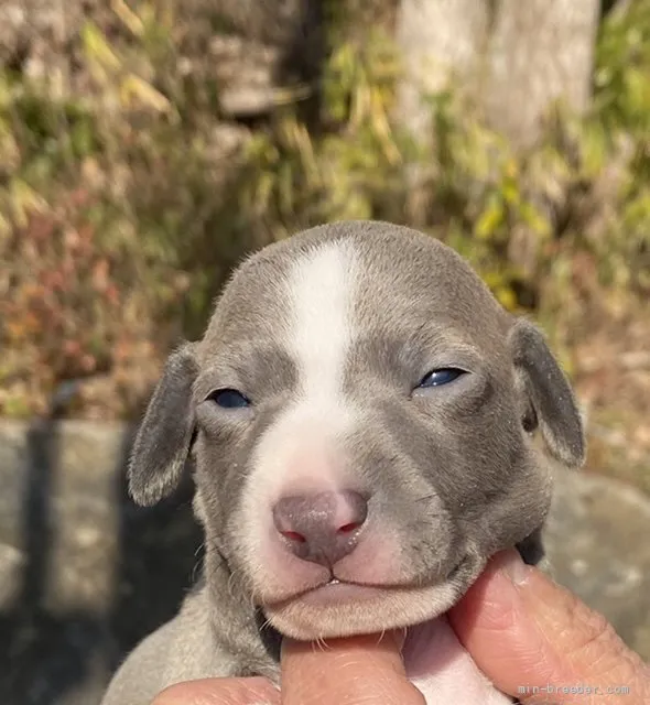 ID:2112-04108の子犬