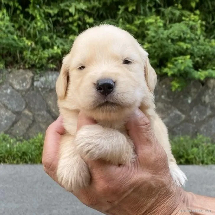 ID:2208-01371の子犬