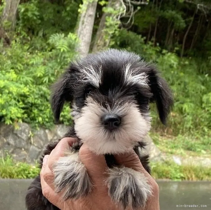 ID:2208-05220の子犬