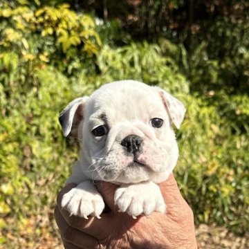 ブルドッグ【兵庫県・女の子・2023年10月18日・ホワイト&レッド】の写真「可愛いブルドック仔犬」