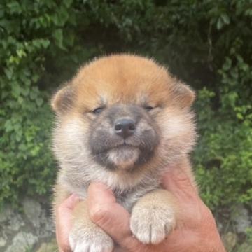 柴犬(標準サイズ)【兵庫県・男の子・2022年6月11日・赤】の写真「タヌキ顔の柴犬」