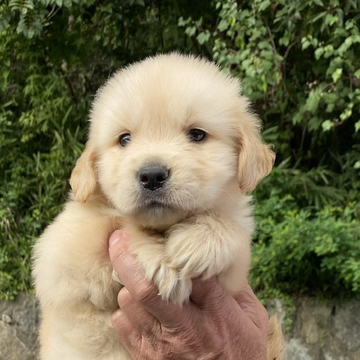 ゴールデンレトリバー【兵庫県・男の子・2022年7月7日・ゴールド】の写真「JKCチャンピオン直仔」